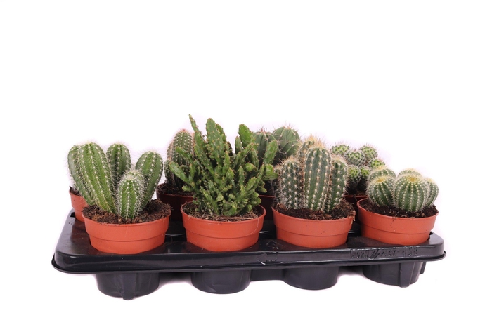 <h4>Cactus mix 12 cm</h4>