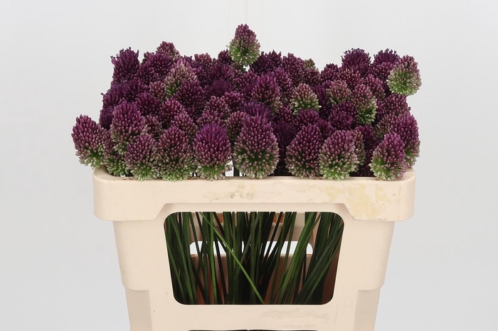 <h4>Allium Sphaerocephal (kogel)</h4>