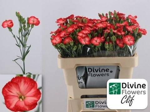 <h4>Dianthus tr Solomio Clif</h4>