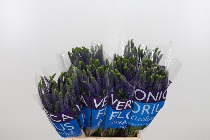 <h4>Veron Smart Diana</h4>