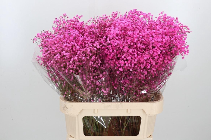 <h4>Gyps Kl Bh Hot Pink</h4>