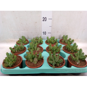 Succulents   ...