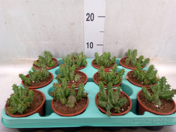 <h4>Succulents   ...</h4>