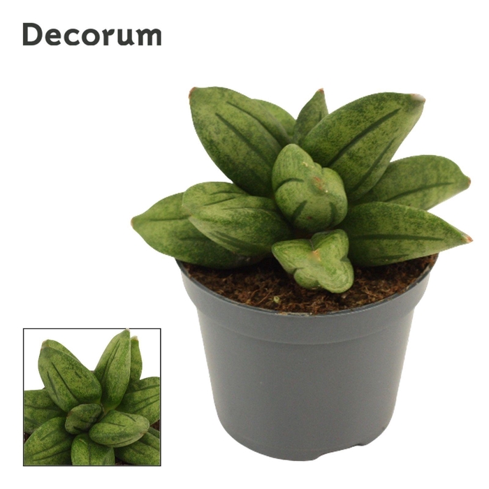 <h4>Sansevieria Pyramid Crown 6 cm (Decorum)</h4>