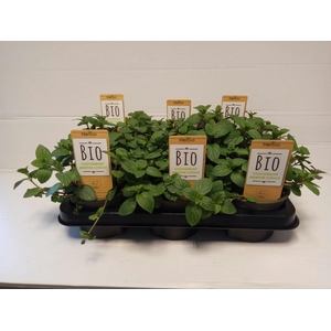 Munt Chocolade P12 HERBIO steker