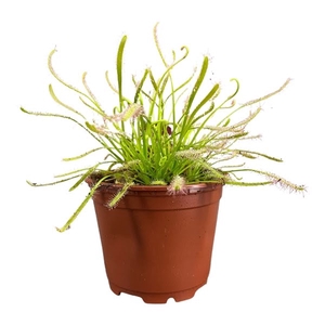 Drosera Capensis 8,5 cm wit