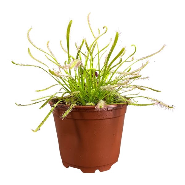 <h4>Drosera Capensis 8,5 cm wit</h4>