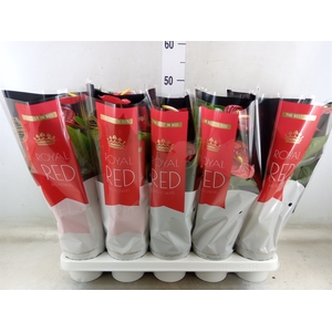 Anthurium andr. 'Royal Champion'