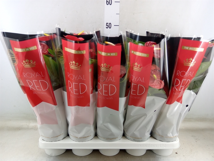 <h4>Anthurium andr. 'Royal Champion'</h4>