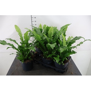 Asplenium 17 Cm. P. Campio