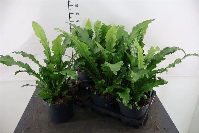 <h4>Asplenium 17 Cm. P. Campio</h4>