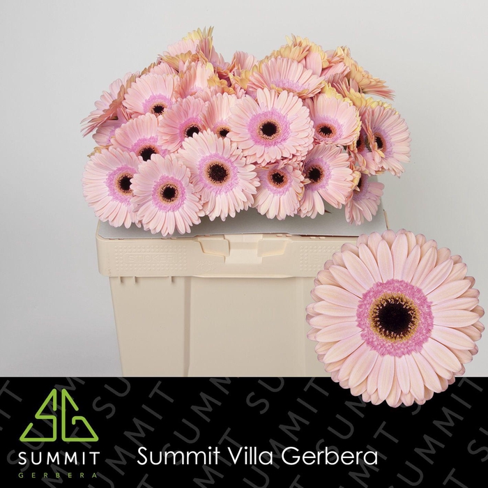 <h4>Gerbera Alliance Water</h4>