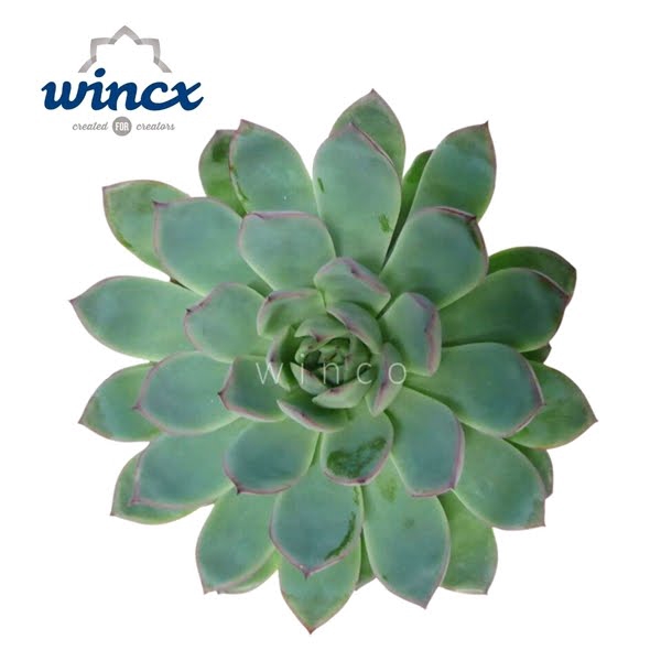 <h4>Echeveria Pink Edge Cutflower</h4>