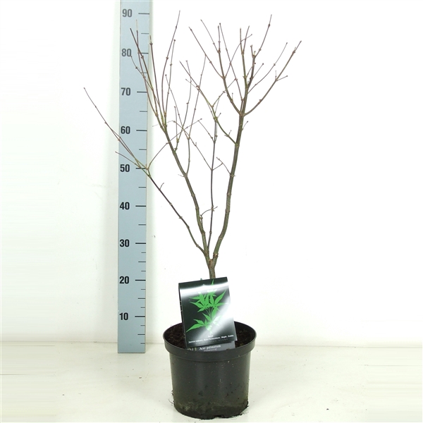 <h4>Acer palmatum 'Osakazuki' P23</h4>