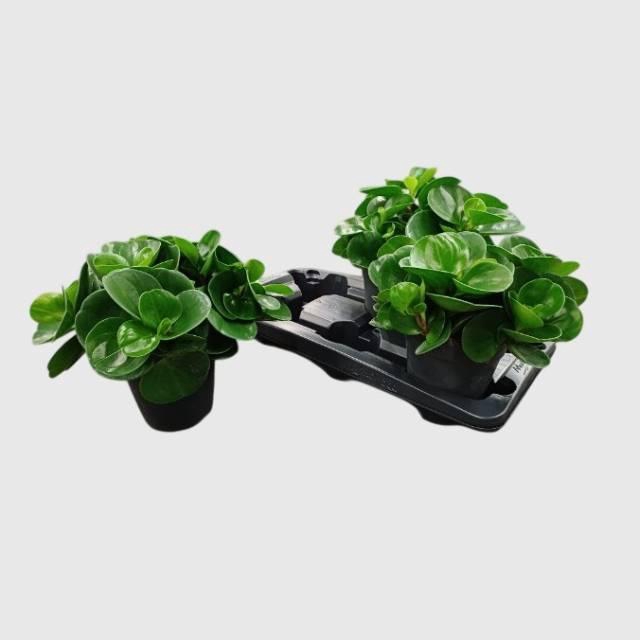 <h4>Pep Obt Green Gold</h4>