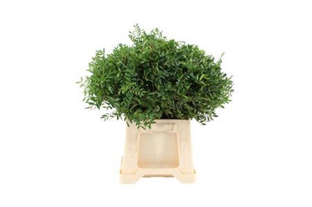 <h4>Pistache Select 45</h4>