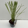 Cortaderia selloana