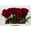 Dahlia Red Runner