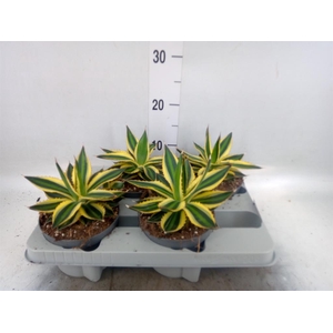Agave lophantha 'Quadricolor'