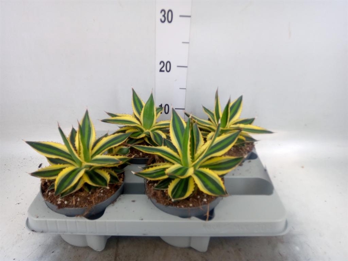 <h4>Agave lophantha 'Quadricolor'</h4>
