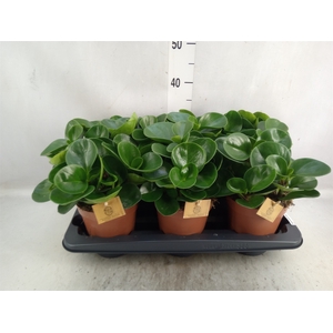 Peperomia obt. 'Green Gold'