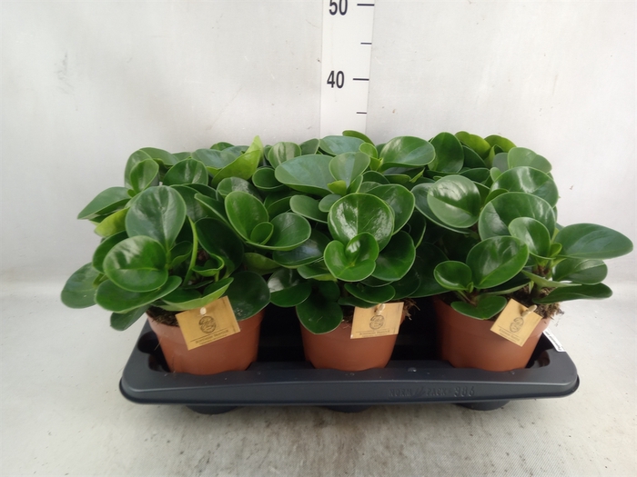 <h4>Peperomia obt. 'Green Gold'</h4>