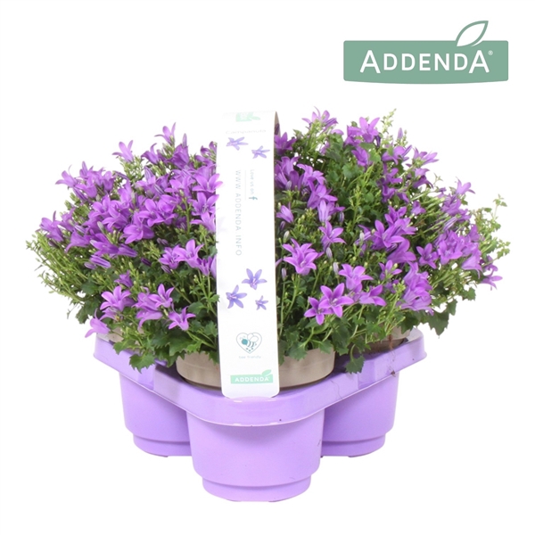 <h4>Campanula Amb. Int. Purple 3 Pack</h4>