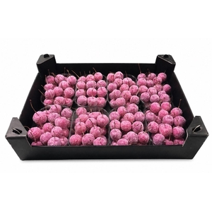 Waxmalus Gl Fuchsia
