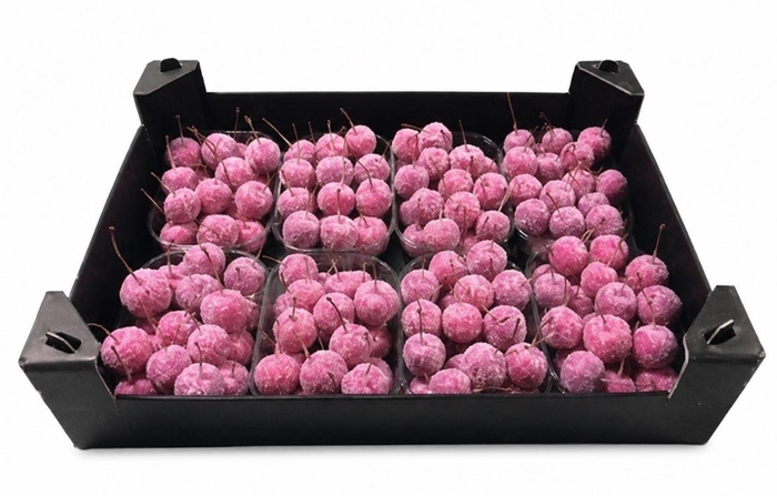 <h4>Waxmalus Gl Fuchsia</h4>