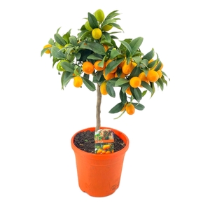 Citrus kumquat
