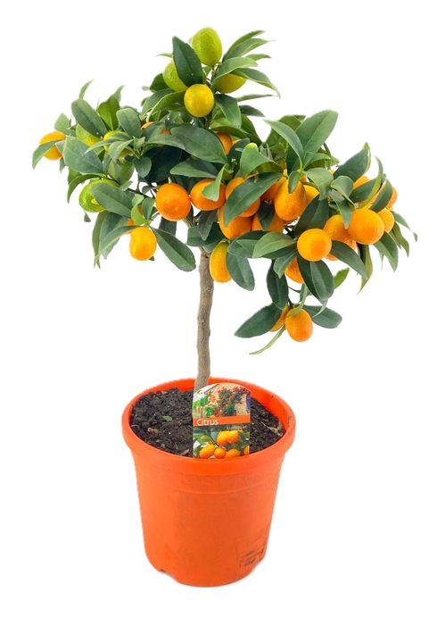 <h4>Citrus kumquat</h4>