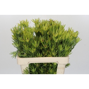 Leucadendron Lime Green Spray