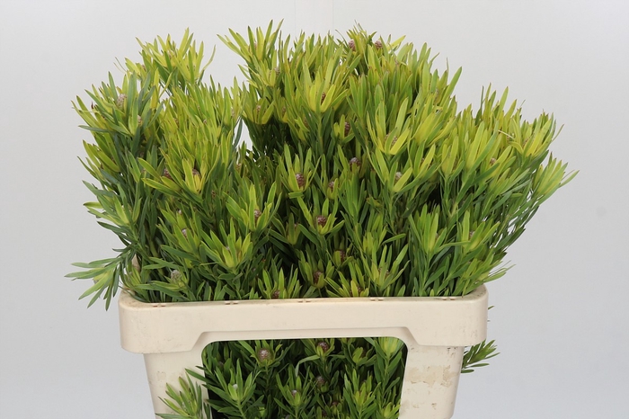 <h4>Leucadendron Lime Green Spray</h4>