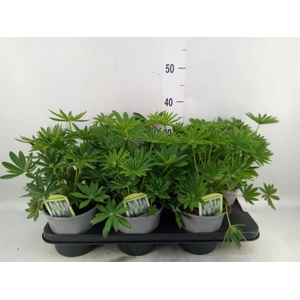 Lupinus polyp. 'Lupini White'