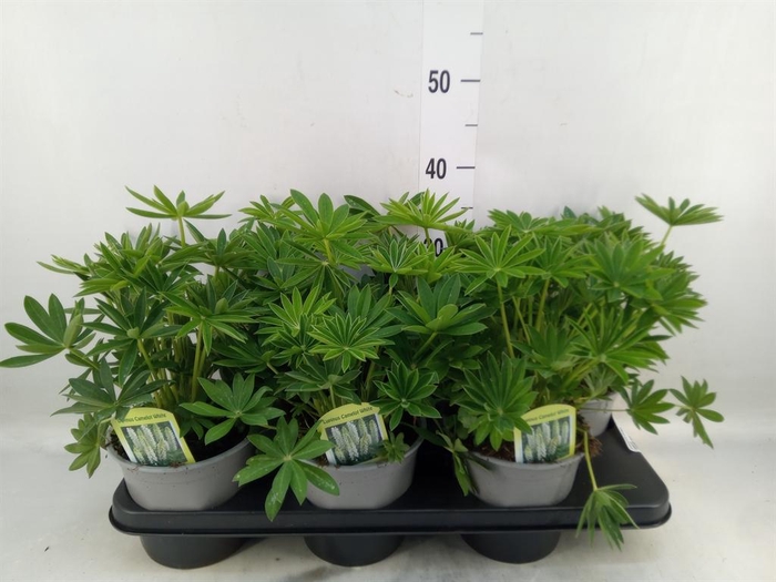 <h4>Lupinus polyp. 'Lupini White'</h4>