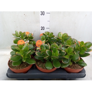 Crassula ovata 'Sunset'