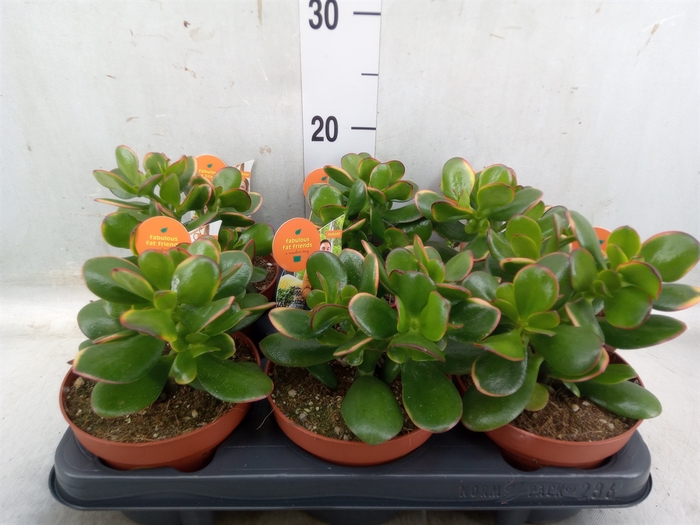 <h4>Crassula ovata 'Sunset'</h4>