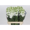 Matthiola Iron White