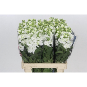 Matthiola Iron White