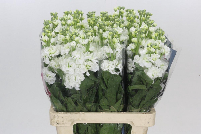 Matthiola Iron White