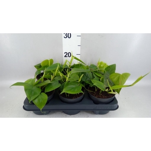 Philodendron scand.