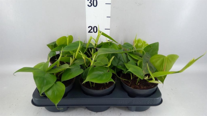 <h4>Philodendron scand.</h4>