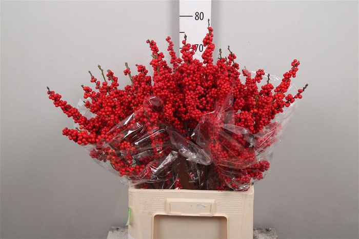 <h4>Ilex Ve Rode Bes Sp</h4>