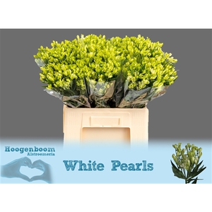 Alstroemeria White Pearls 40 gram