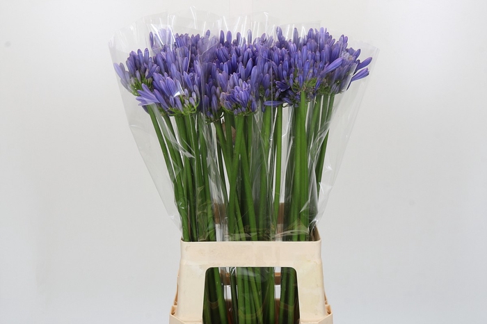 <h4>Agapanthus Happy Blue</h4>