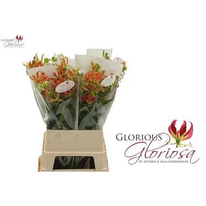 Gloriosa Exotic Orange