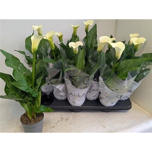 ZANT CAPT FRESCO stock