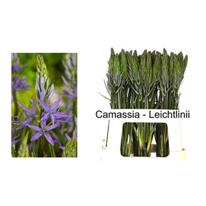 CAMASS LEI CAERULEA