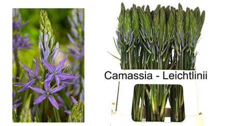 <h4>CAMASS LEI CAERULEA</h4>
