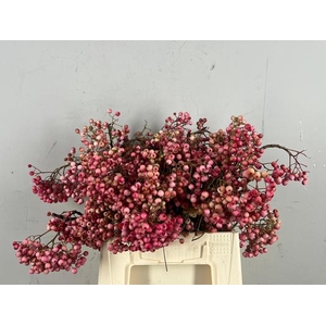 Sorbus Pink Pearl